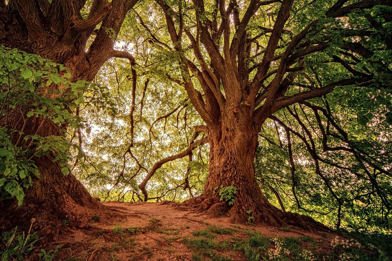 Forests
