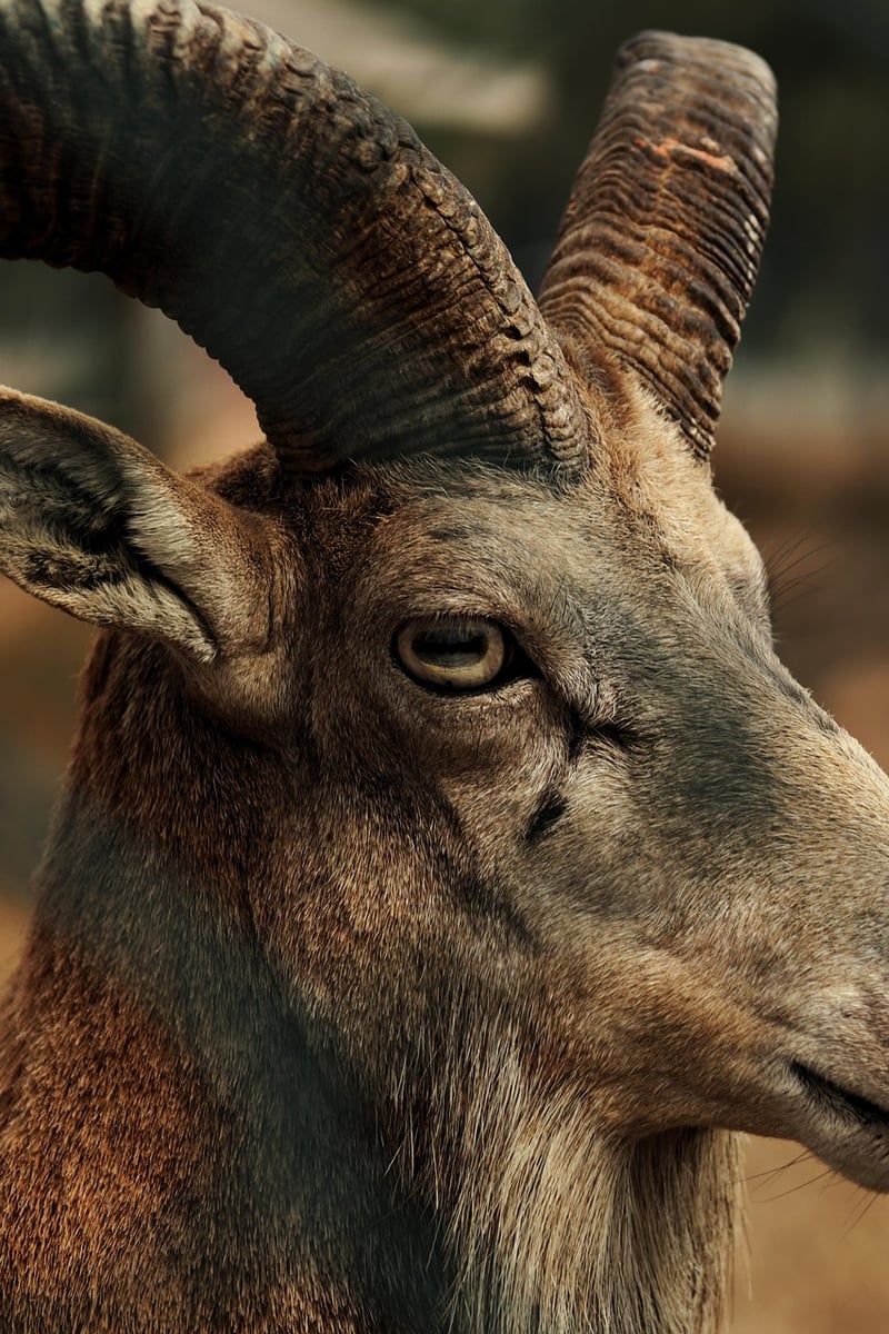 Wildlife