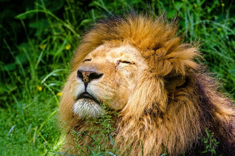 Lion in the wild